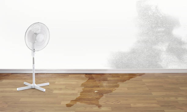 Best Water damage repair service  in Cuba City, WI